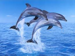 Leaping Dolphins in sea